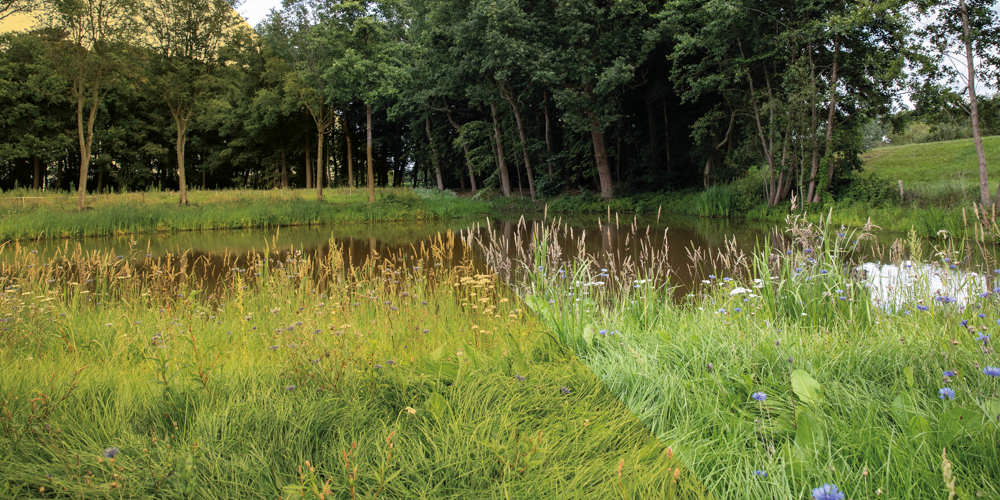 Klein meer omringd door gras en wilde bloemen, met een dichte rij bomen op de achtergrond onder een deels bewolkte lucht.