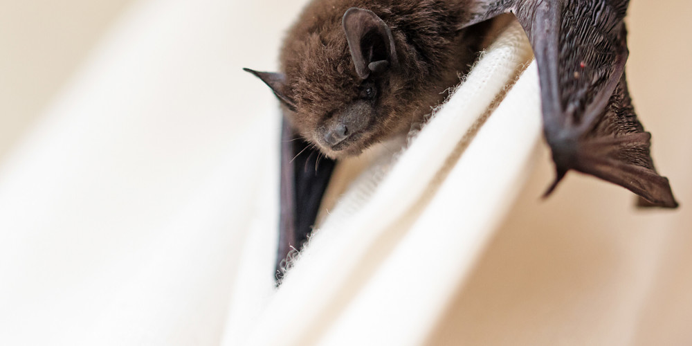 vleermuis